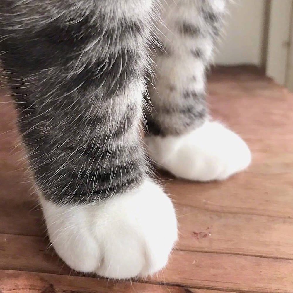 zhiguo