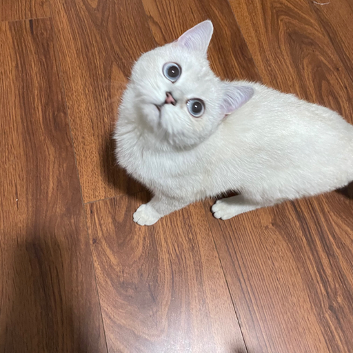 dobbyupup