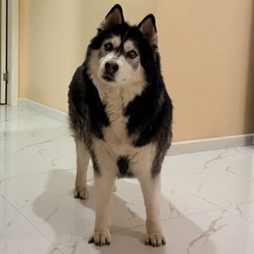 abe