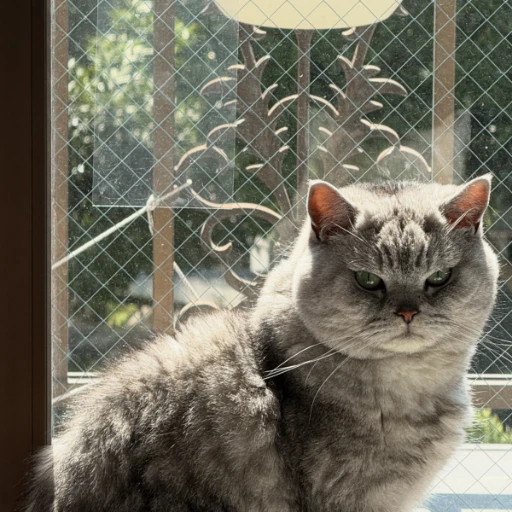 Kira